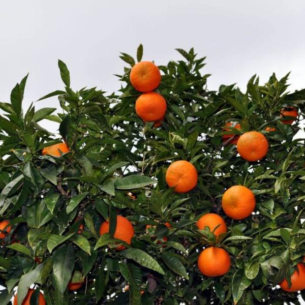 Aceite Esencial de Mandarina